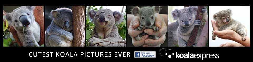 Cutest Koala Pictures