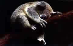 koala sleeping on tree