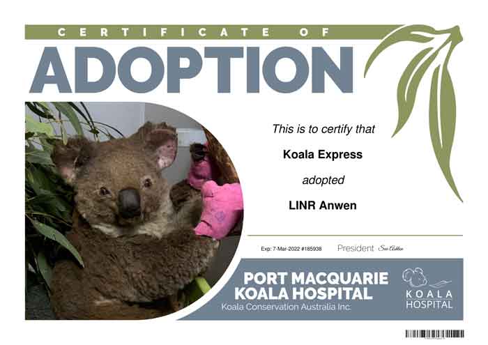 Anwen Koala Port Macquarie Koala Hospital Adoption Certificate