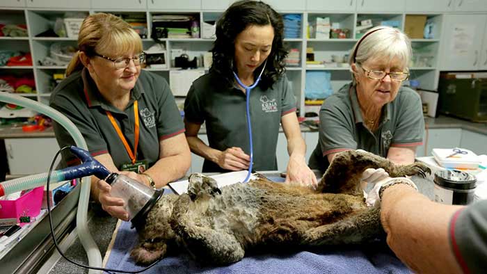Anwen the koala being treated